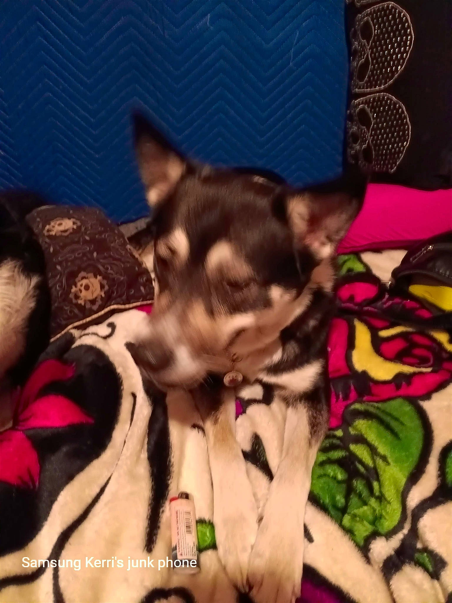 Athena joined the competition — help win amazing prizes! canidae, carnivore, companion_dog, dog, dog_breed, event, fashion_accessory, fawn, felidae, fur, linens, magenta, party_hat, pattern, plant, small_to_medium_sized_cats, tail, toy_dog, whiskers, working_animal