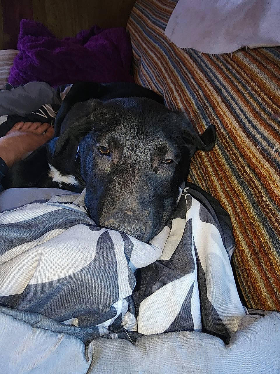 Loki is registered to the contest to win money with this photo: borador, carnivore, collar, comfort, companion_dog, dog, dog_breed, dog_supply, grey, guard_dog, non_sporting_group, pattern, pet_supply, sporting_group, terrestrial_animal, toy_dog, whiskers, working_animal