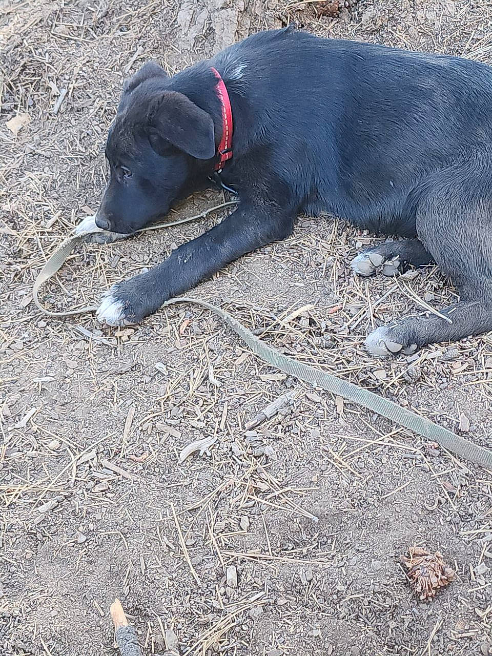 Loki joined the competition — help win amazing prizes! borador, canidae, carmine, carnivore, collar, dog, dog_breed, dog_supply, hunting_dog, snout, soil, sporting_group, tail, terrestrial_animal, working_animal