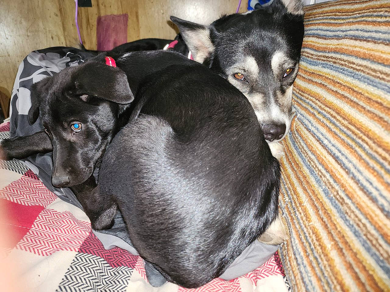 Loki joined the competition — help win amazing prizes! canidae, carnivore, collar, comfort, companion_dog, couch, dog, dog_breed, dog_collar, dog_supply, ear, fawn, fur, guard_dog, mammal, snout, sporting_group, toy_dog, whiskers, working_animal