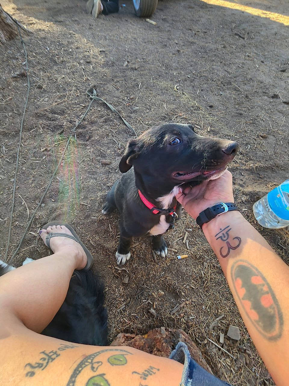 Loki joined the competition — help win amazing prizes! carnivore, collar, companion_dog, cool, dog, dog_breed, dog_collar, elbow, eyewear, fashion_accessory, fawn, grass, human_leg, leash, light, tattoo, temporary_tattoo, thigh, working_animal, wrist