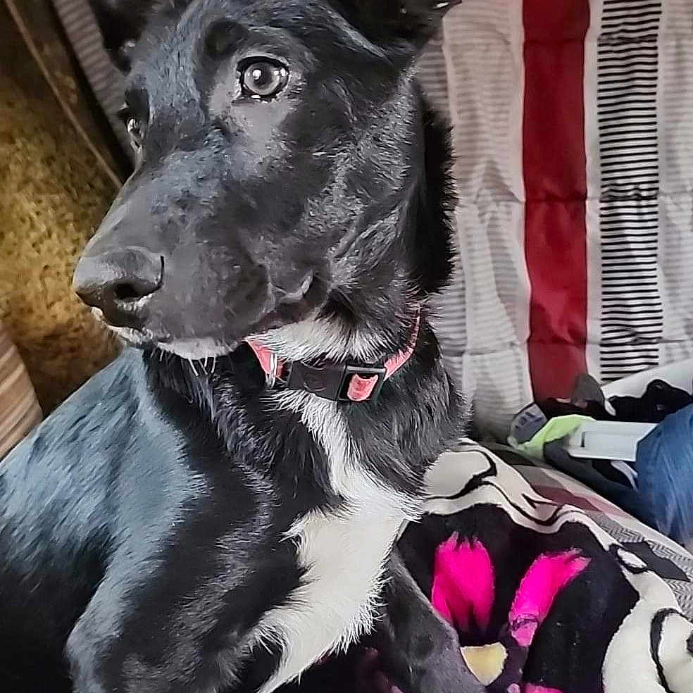 Loki