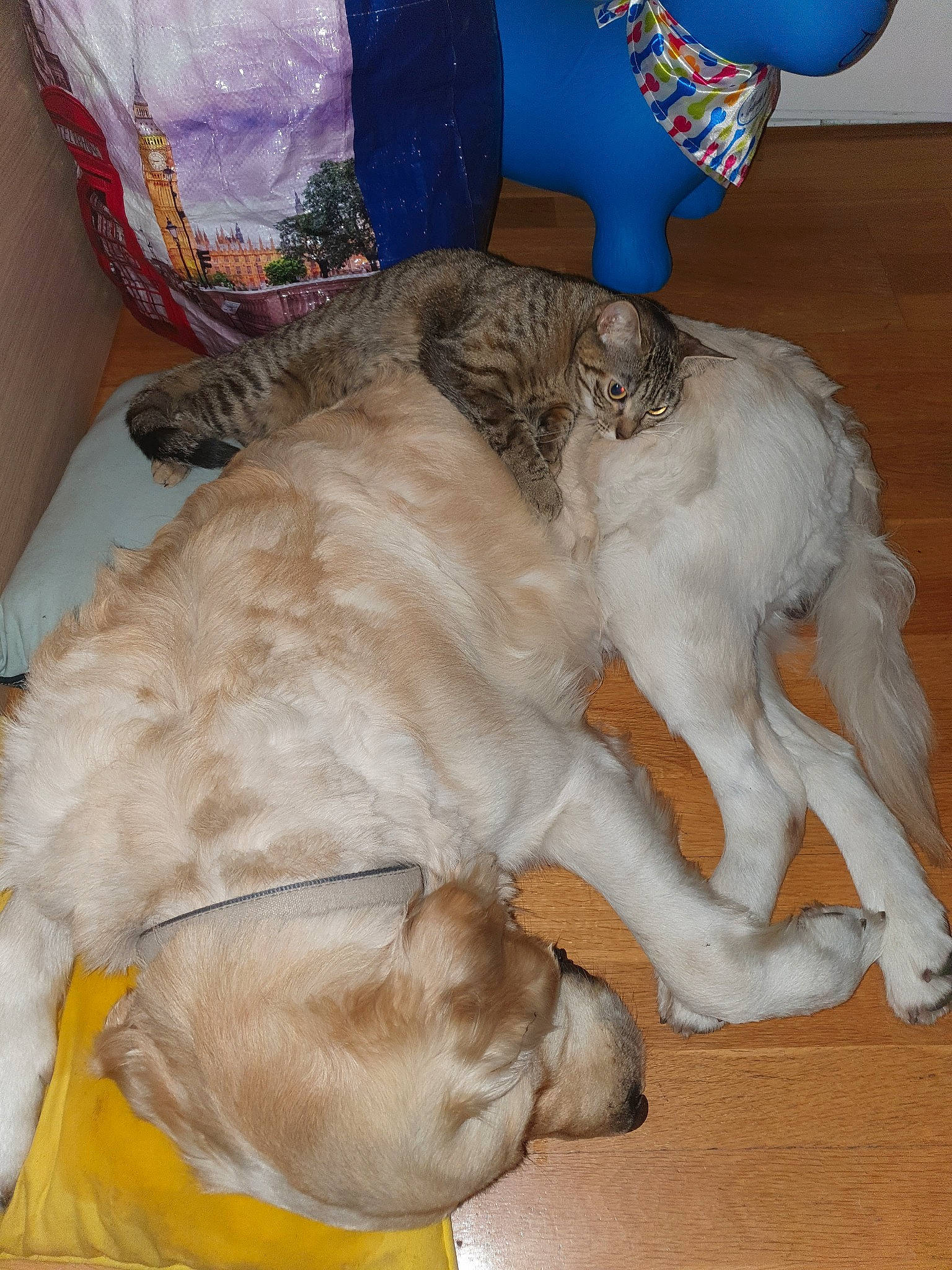 Nougat participe au concours pour gagner de l'argent avec cette photo : canidae, carnivore, companion_dog, dog, dog_breed, fawn, mammal, sporting_group