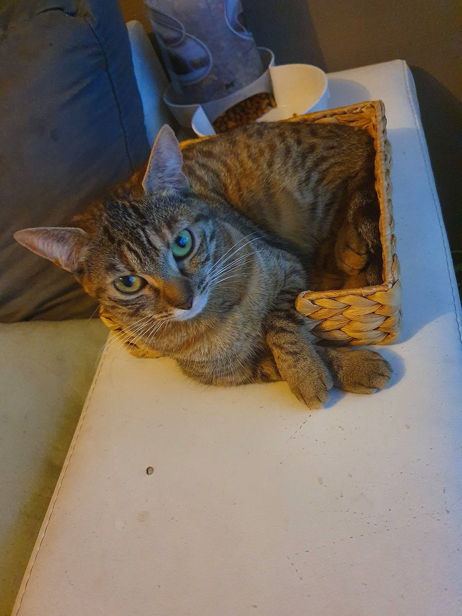 Chanel a rejoint le concours — aidez-le/la à gagner de superbes lots ! aegean_cat, asian, california_spangled, carnivore, cat, domestic_short_haired_cat, dragon_li, european_shorthair, fawn, felidae, german_rex, ocicat, pixie_bob, small_to_medium_sized_cats, snout, tabby_cat, toyger, whiskers