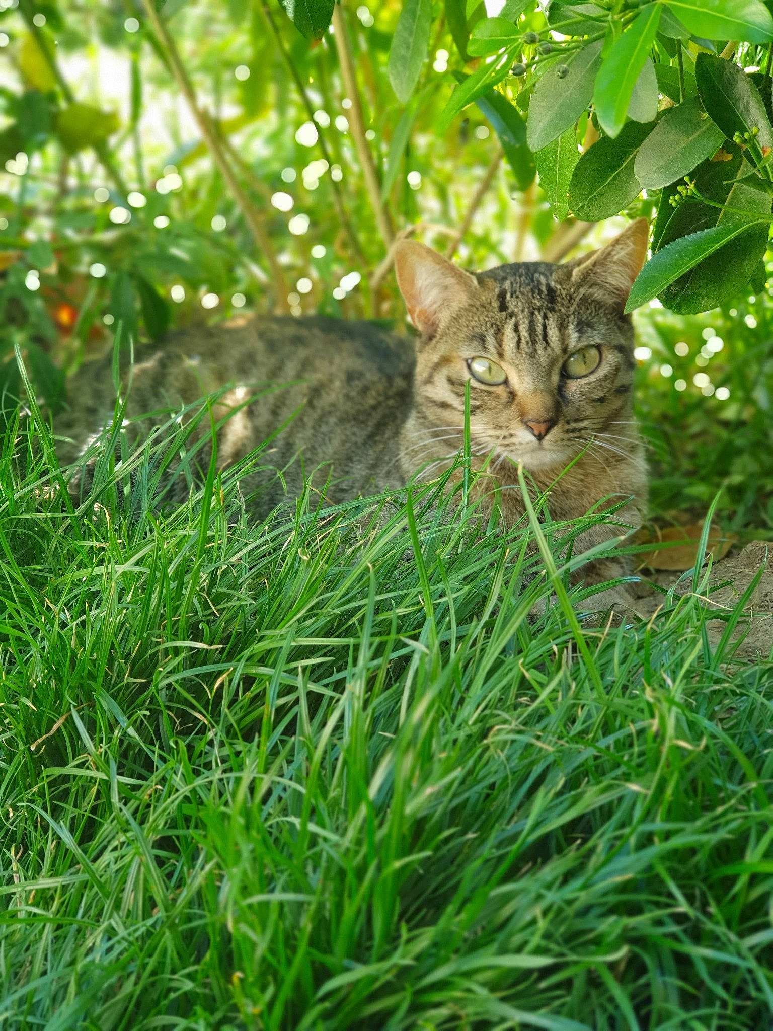 Chanel participe au concours pour gagner de l'argent avec cette photo : bengal, carnivore, cat, domestic_short_haired_cat, european_shorthair, felidae, grass, grass_family, green, mammal, organism, plant, rusty_spotted_cat, small_to_medium_sized_cats, tabby_cat, terrestrial_animal, vegetation, whiskers, wild_cat, wildlife