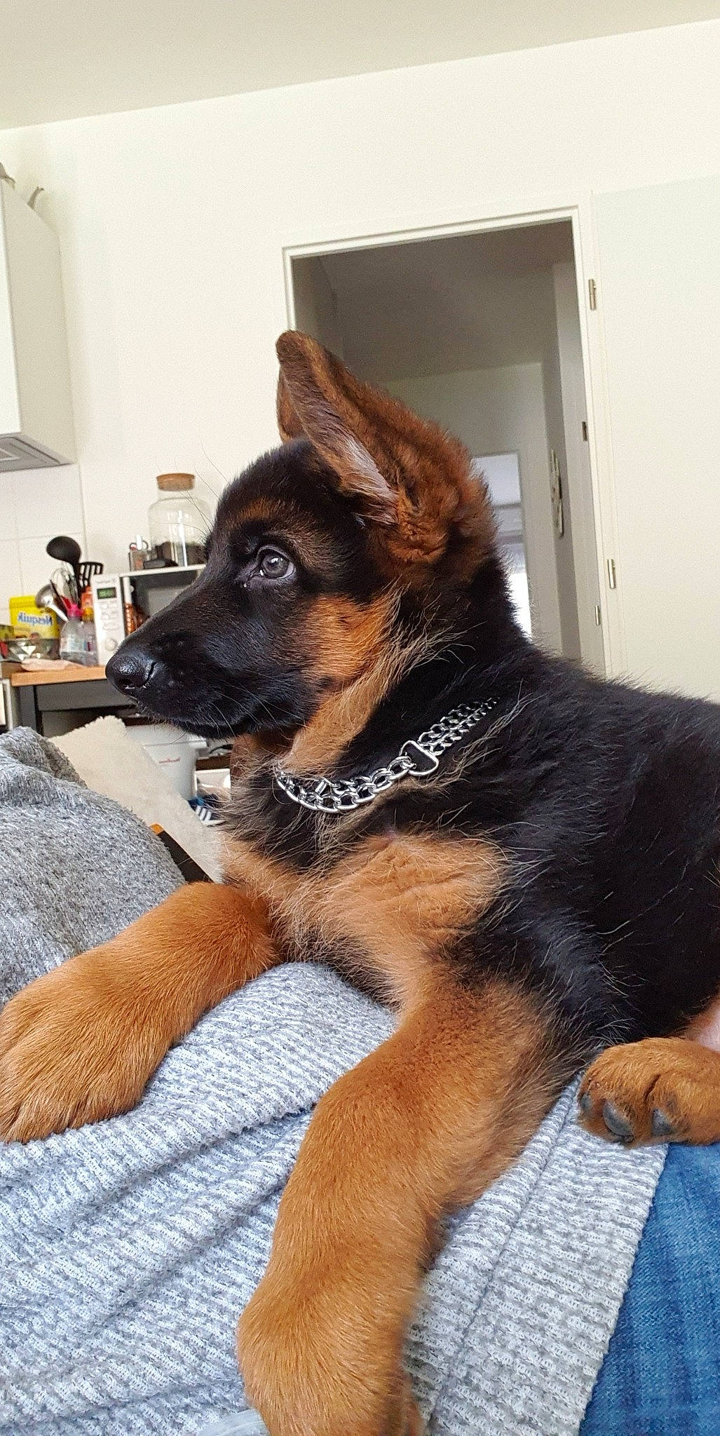 Ramsay participe au concours pour gagner de l'argent avec cette photo : bohemian_shepherd, canidae, carnivore, dog, dog_breed, east_european_shepherd, fawn, german_shepherd_dog, king_shepherd, mammal, old_german_shepherd_dog, puppy, rare_breed_dog, snout, vertebrate, working_dog