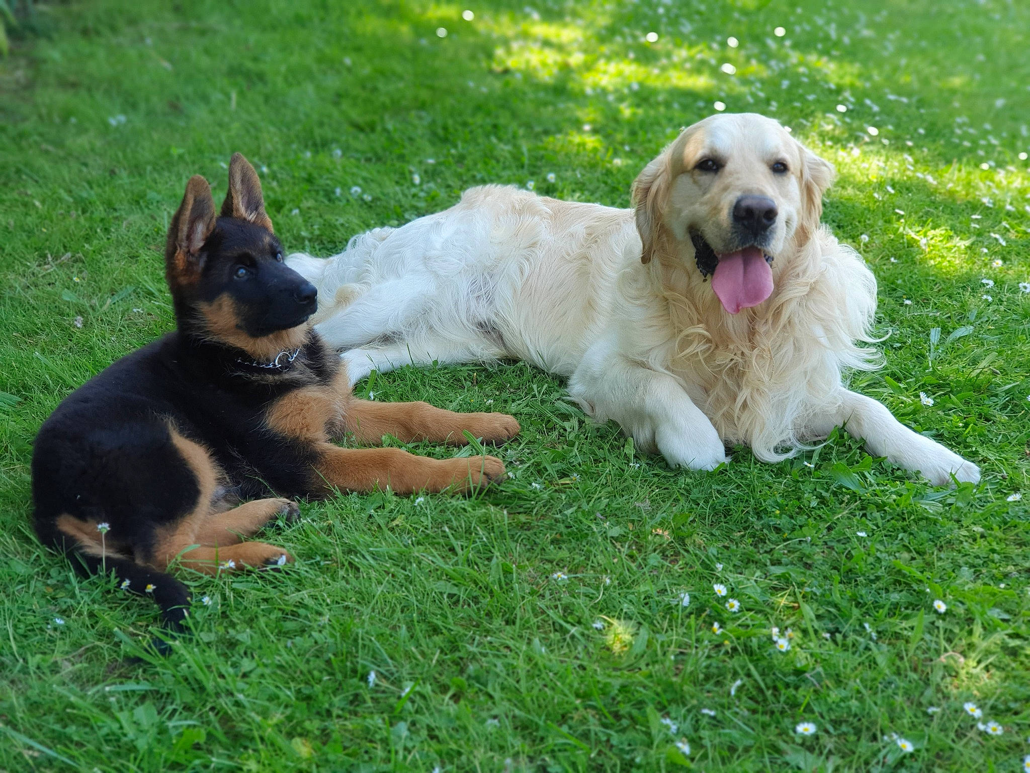 Ramsay a rejoint le concours — aidez-le/la à gagner de superbes lots ! canidae, carnivore, companion_dog, dog, dog_breed, fawn, golden_retriever, grass, hovawart, labrador_retriever, mammal, retriever, sporting_group, vertebrate, working_dog