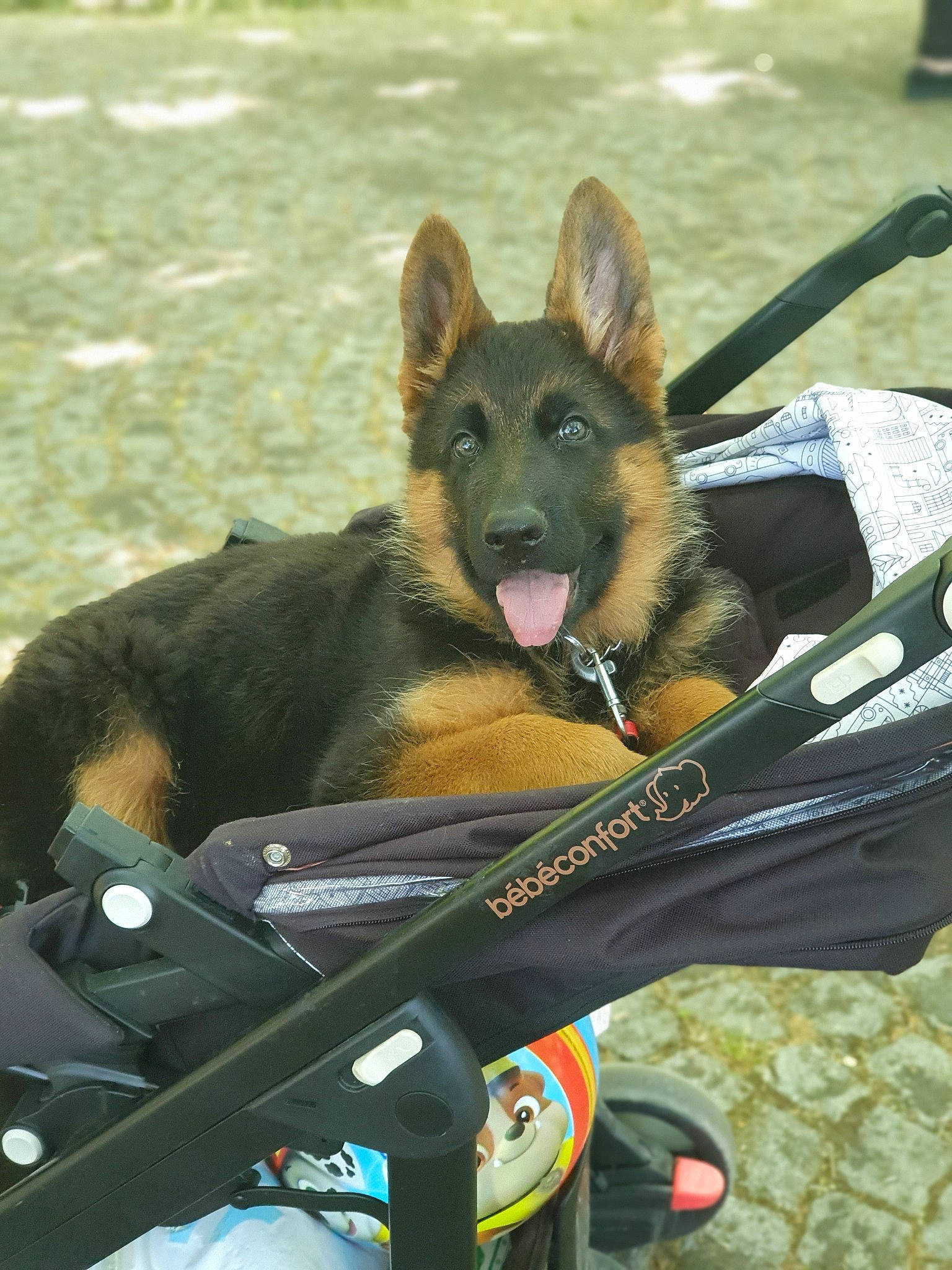 Ramsay a rejoint le concours — aidez-le/la à gagner de superbes lots ! belgian_shepherd, belgian_shepherd_malinois, bohemian_shepherd, canidae, carnivore, dog, dog_breed, east_european_shepherd, german_shepherd_dog, king_shepherd, kunming_wolfdog, mammal, old_german_shepherd_dog, police_dog, rare_breed_dog, shiloh_shepherd_dog, sporting_group, tervuren, vertebrate, working_dog