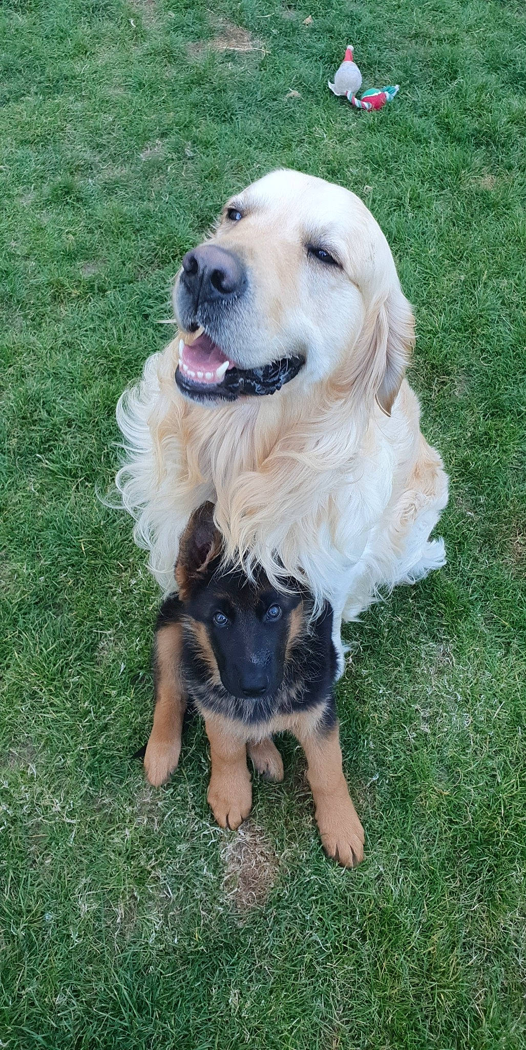 Ramsay a rejoint le concours — aidez-le/la à gagner de superbes lots ! canidae, carnivore, companion_dog, dog, dog_breed, fawn, golden_retriever, hovawart, labrador_retriever, mammal, retriever, sporting_group, vertebrate