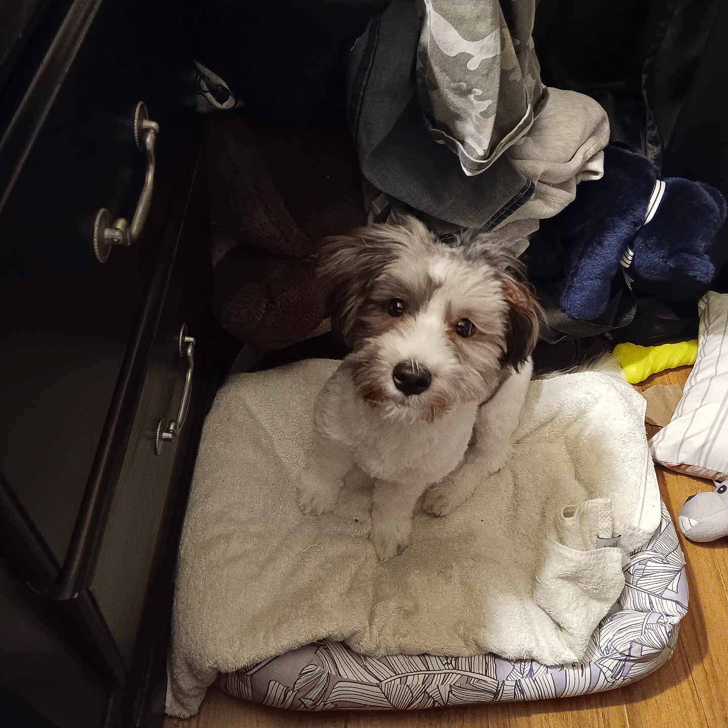 Kobe Kurk Mills joined the competition — help win amazing prizes! cozy, cute, dog, dresser, eyes, face, floor, furry, hardwood_floor, indoor, looking_up, paws, pet_bed, pile_of_clothes, puppy, reeses_toy, small_dog, soft_bed, stuffed_toy, white_and_brown