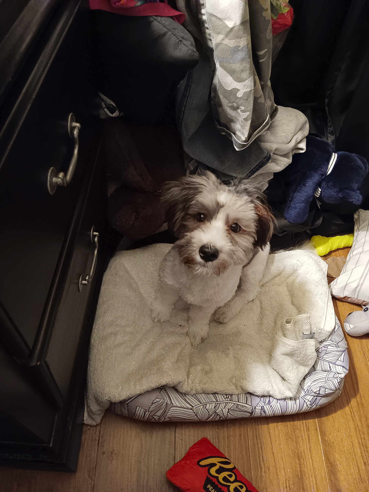 Kobe Kurk Mills joined the competition — help win amazing prizes! dog, puppy, pet_bed, hardwood_floor, dresser, pile_of_clothes, stuffed_toy, reeses_toy, looking_up, white_and_brown, furry, indoor, cozy, paws, soft_bed, cute, small_dog, face, eyes, floor