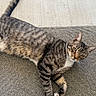 cat, tabby, animal, pet, feline, laying_down, relaxed, curious, green_eyes, tail, whiskers, outdoor, mat, gray, striped, ears, paws, concrete, texture, resting