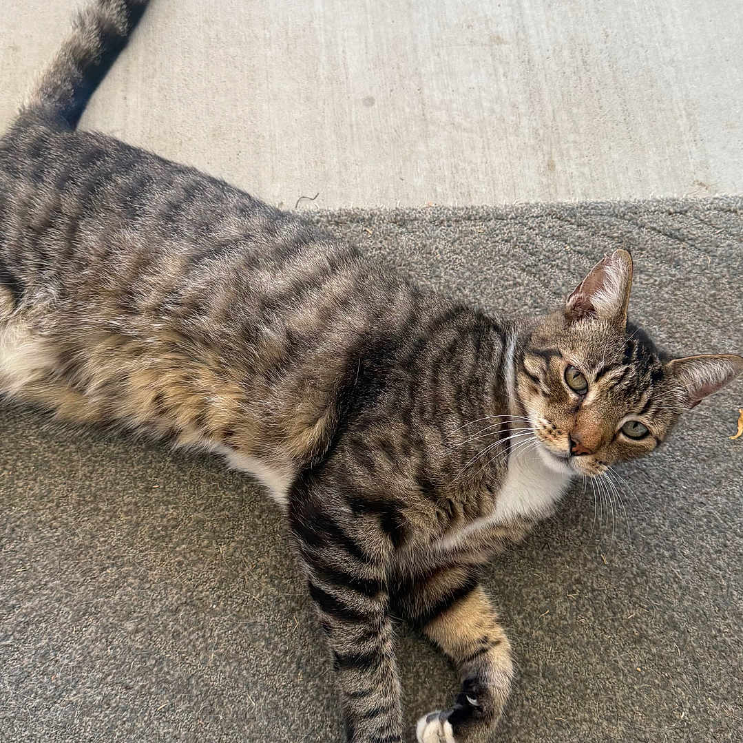 Lazarus is registered to the contest to win money with this photo: cat, tabby, animal, pet, feline, laying_down, relaxed, curious, green_eyes, tail, whiskers, outdoor, mat, gray, striped, ears, paws, concrete, texture, resting