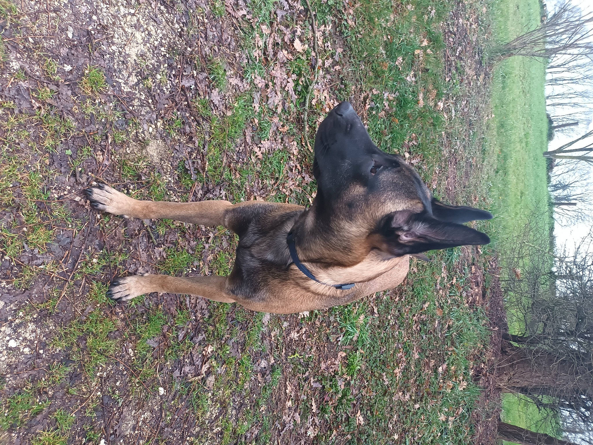 Taïgo a rejoint le concours — aidez-le/la à gagner de superbes lots ! belgian_shepherd_malinois, canidae, canis, carnivore, companion_dog, dog, dog_breed, east_european_shepherd, fawn, fur, german_shepherd_dog, grass, herding_dog, king_shepherd, old_german_shepherd_dog, snout, sporting_group, tree, working_animal, working_dog