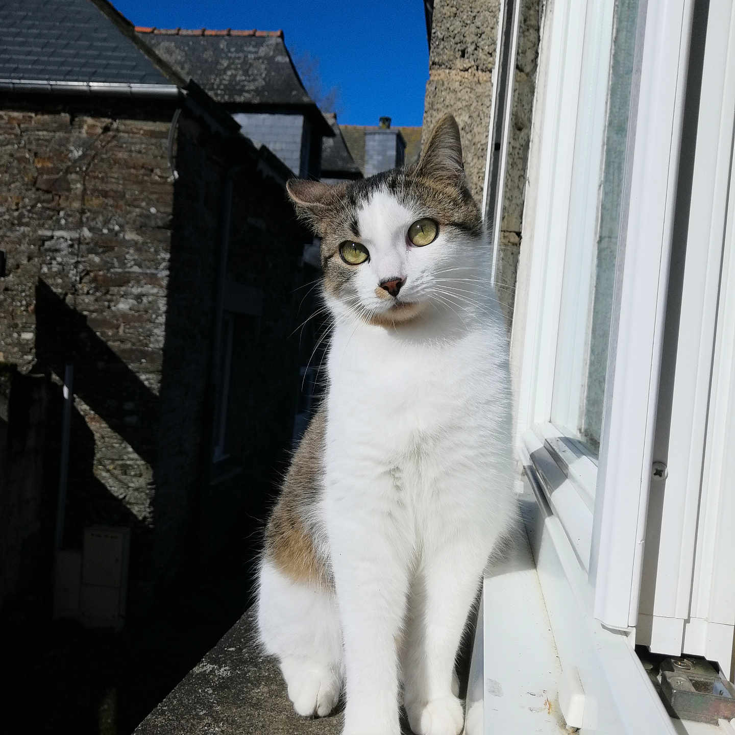 Waze a rejoint le concours — aidez-le/la à gagner de superbes lots ! abyssinian, angora, animal, architecture, building, cat, door, house, housing, kitten, manx, outdoors, pet, porch, roof, shelter, siamese, slate, window, wood