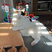 Cupcake joined the competition — help win amazing prizes! cat, calico_cat, couch, pillow, sunlight, indoor, living_room, fireplace, toy, blanket, relaxed, feline, pet, home, fur, light_pattern, cozy, resting, whiskers, paw