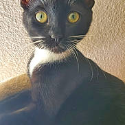 Boo is registered to the contest to win money with this photo: cat, tuxedo_cat, yellow_eyes, whiskers, close_up, pet, feline, indoor, curious, black_fur, white_fur, animal, portrait, sitting, texture, wall, domestic_cat, looking_at_camera, cute, furry