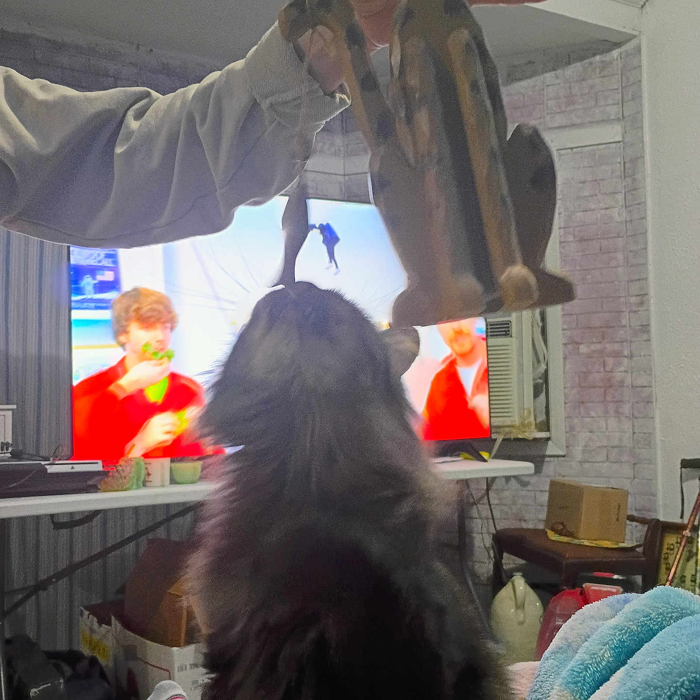 Bear Claw joined the competition — help win amazing prizes! air_conditioner, black_cat, blanket, box, cat, chair, couch, cozy, curtain, furniture, hand, indoor, living_room, person, pet, playful, table, television, toy, wooden_toy