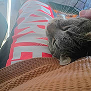 Whistle joined the competition — help win amazing prizes! cat, tabby, petting, hand, lap, brown_sweater, clothing, relaxation, indoor, close_up, feline, resting, comfort, whiskers, person, textile, casual, warm_light, cozy, animal