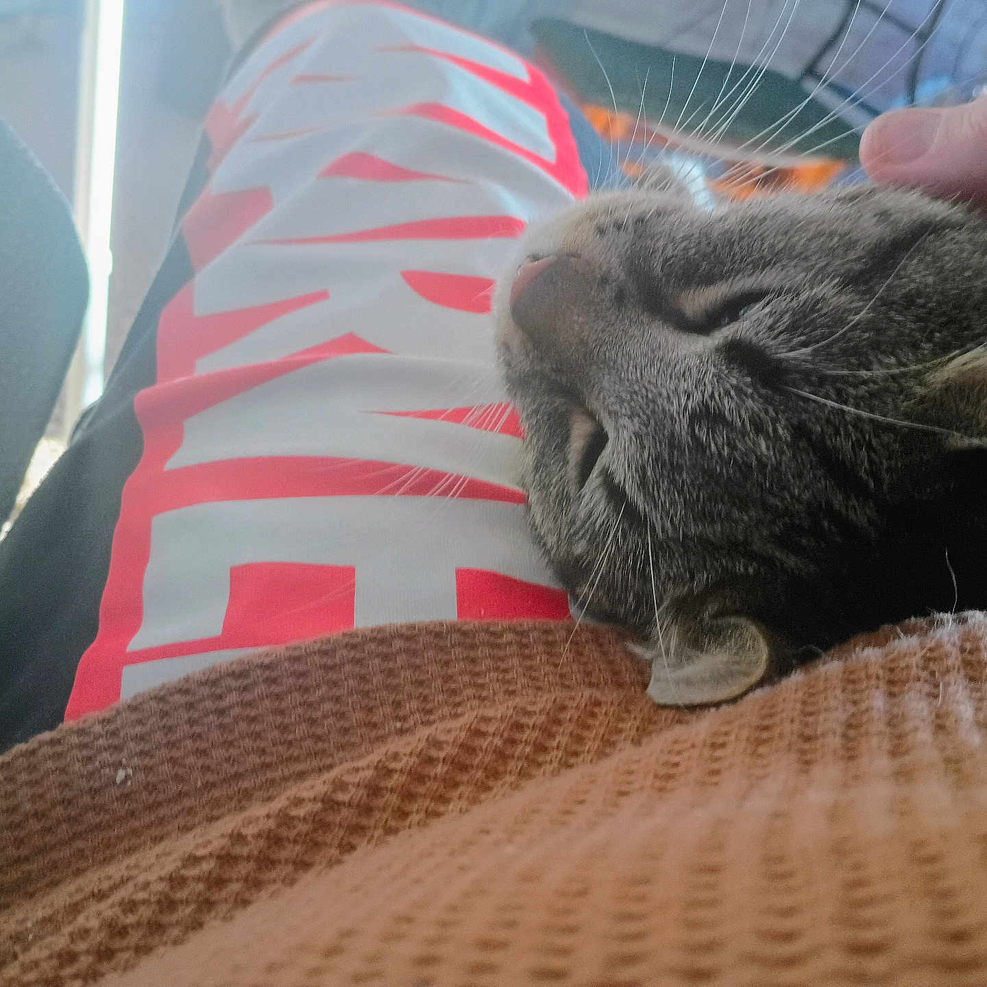 Whistle joined the competition — help win amazing prizes! cat, tabby, petting, hand, lap, brown_sweater, clothing, relaxation, indoor, close_up, feline, resting, comfort, whiskers, person, textile, casual, warm_light, cozy, animal