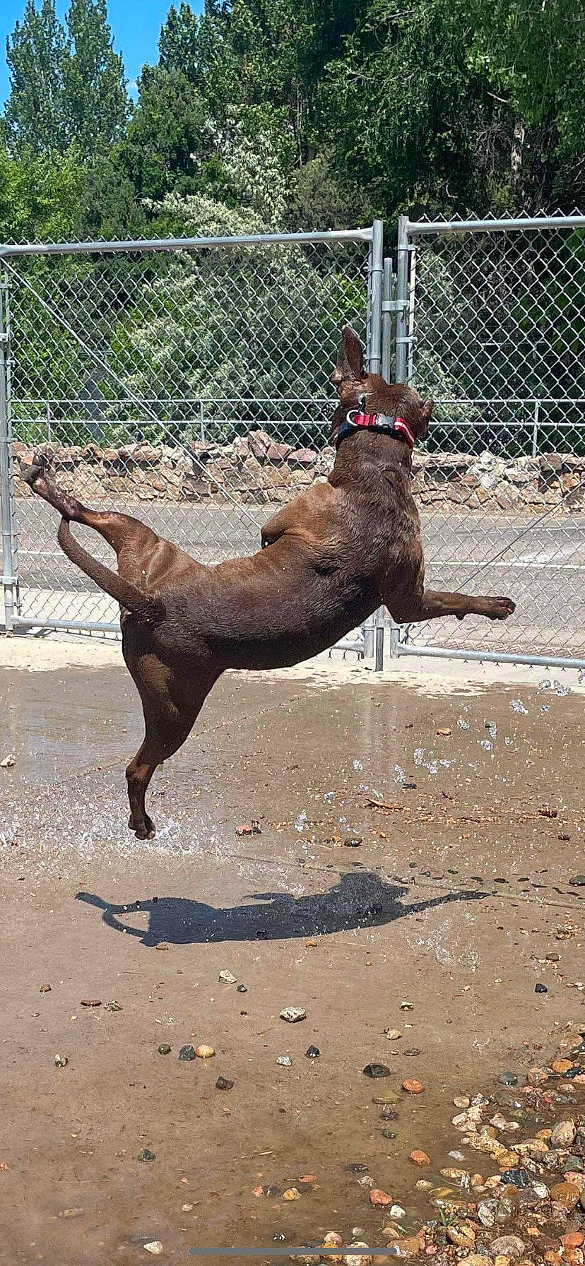 Hennessy is registered to the contest to win money with this photo: animal_shelter, canidae, carnivore, collar, companion_dog, dog, dog_breed, dog_collar, dog_supply, fawn, fence, leash, liver, mesh, pet_supply, snout, sporting_group, terrestrial_animal, wire_fencing, working_animal