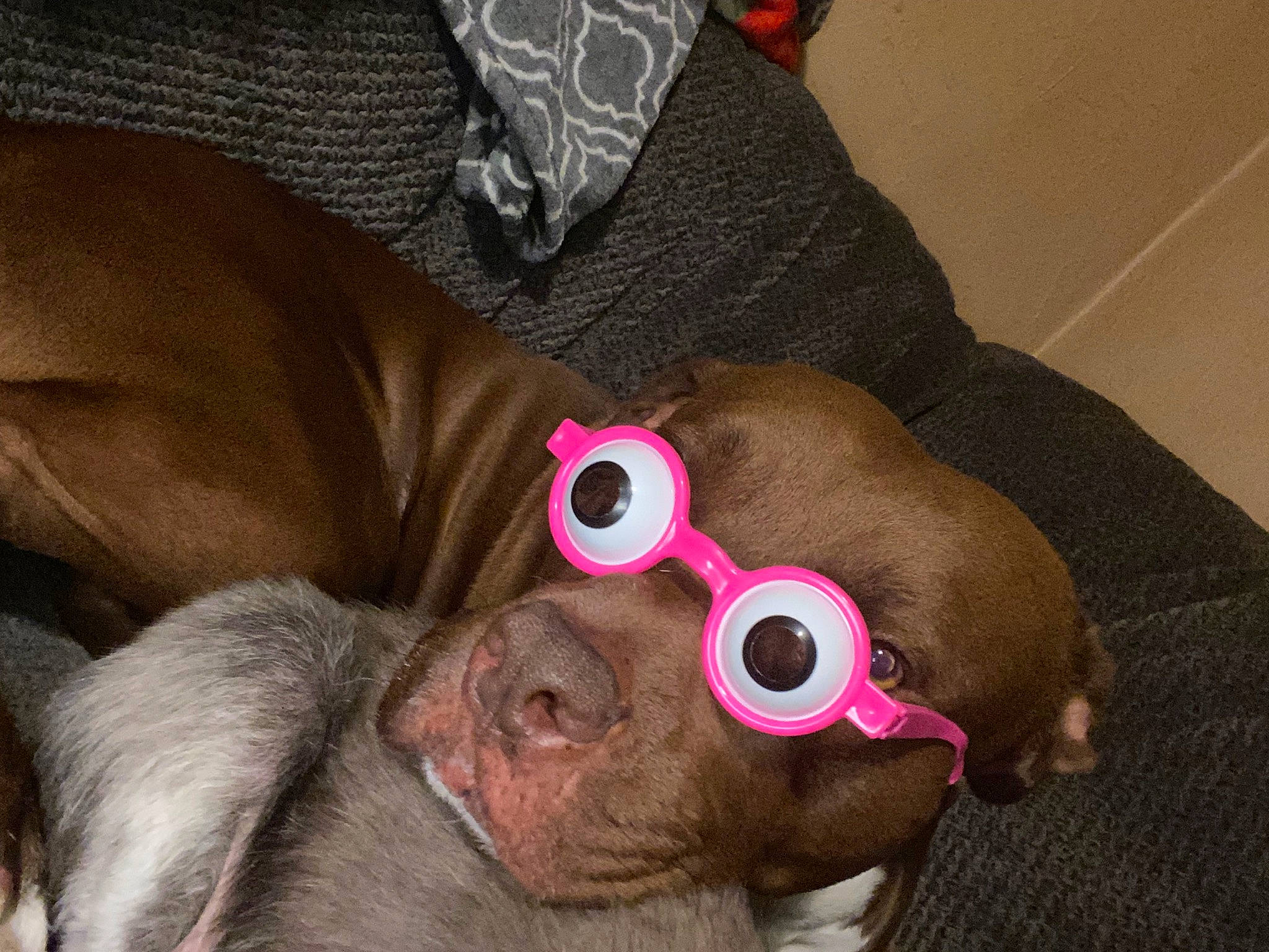 Hennessy is registered to the contest to win money with this photo: canidae, comfort, companion_dog, dog, dog_breed, ear, fawn, flesh, fur, liver, magenta, selfie, snout, sporting_group, toy_dog, working_animal, wrinkle