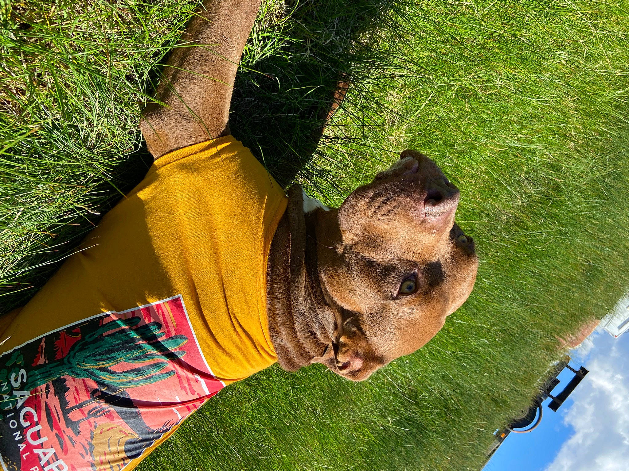 Hennessy is registered to the contest to win money with this photo: dog_breed, fawn, foot, fun, grass, grass_family, green, happy, human_leg, leisure, people_in_nature, plant, sky, sporting_group, thigh, tree, trunk, vertebrate, wildlife, working_animal