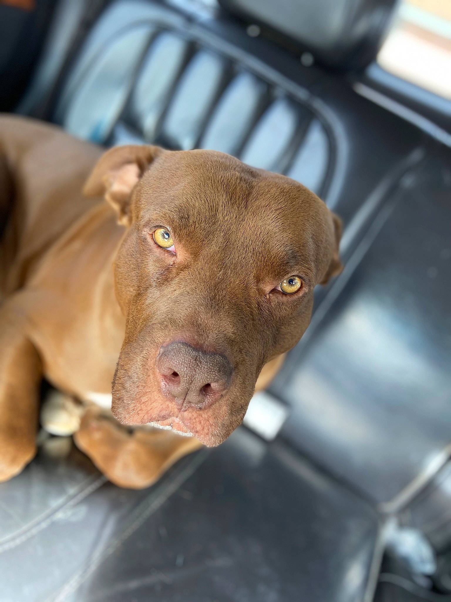 Hennessy is registered to the contest to win money with this photo: canidae, carnivore, collar, companion_dog, dog, dog_breed, dog_collar, ear, fawn, fur, guard_dog, gun_dog, liver, pet_supply, pointing_breed, snout, sporting_group, weimaraner, whiskers, working_animal