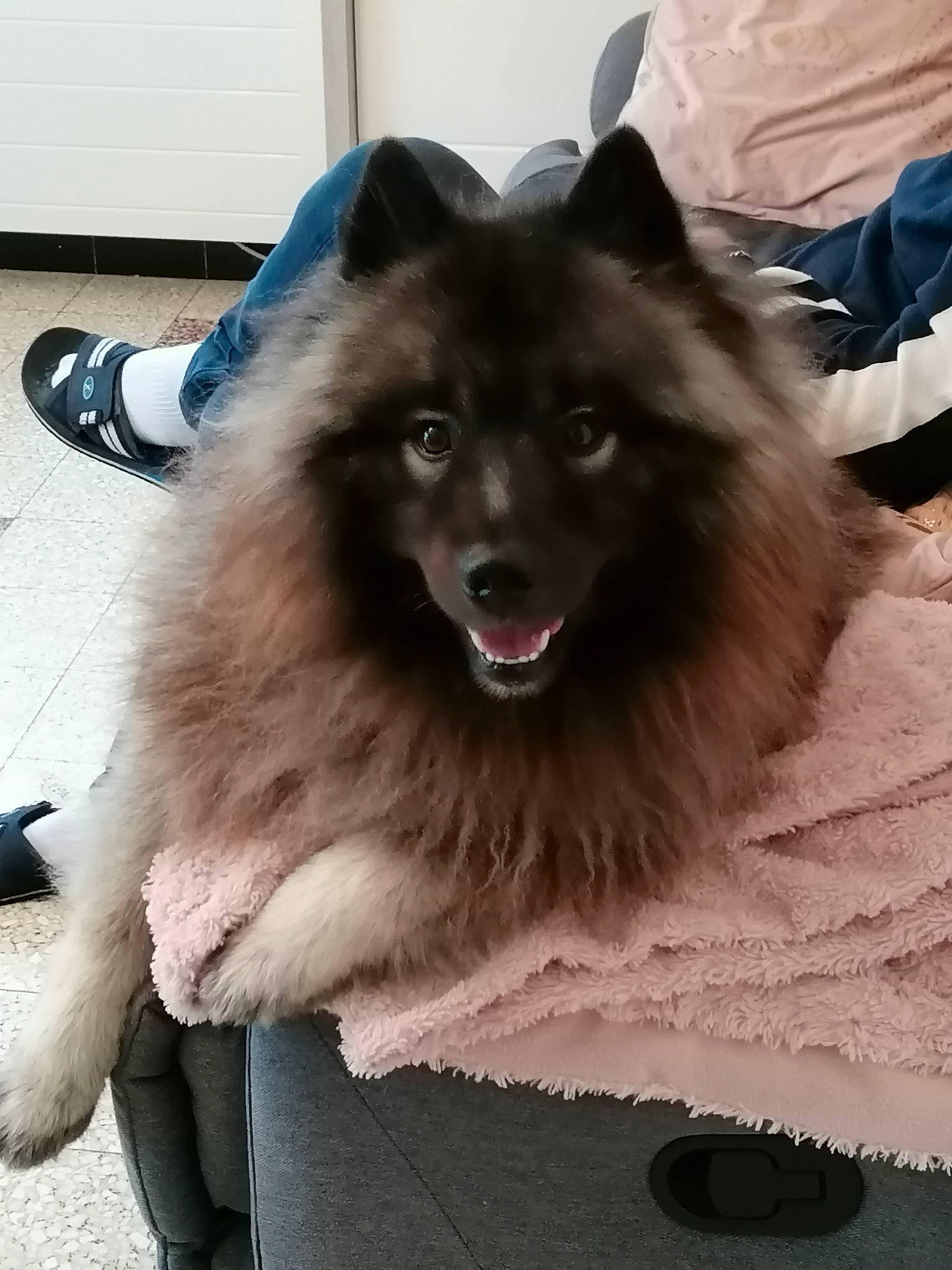 Ramses a rejoint le concours — aidez-le/la à gagner de superbes lots ! ancient_dog_breeds, canidae, carnivore, companion_dog, dog, dog_breed, dog_supply, fur, german_spitz, german_spitz_klein, german_spitz_mittel, herding_dog, non_sporting_group, snout, spitz, sporting_group, volpino_italiano, whiskers, working_animal, working_dog