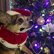 Chi Chi is registered to the contest to win money with this photo: dog, christmas_tree, holiday, festive, ornaments, lights, decorations, red_collar, hat, pet, indoor, celebration, christmas, cute, small_dog, fur, animal, christmas_ball, tree, holiday_season