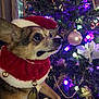 dog, christmas_tree, holiday, festive, ornaments, lights, decorations, red_collar, hat, pet, indoor, celebration, christmas, cute, small_dog, fur, animal, christmas_ball, tree, holiday_season