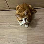 alert, animal, cabinet, cat, curious, cute, domestic, ears, feline, flooring, fur, home, indoor, mammal, orange_cat, pet, tail, whiskers, white_paws, wooden_floor