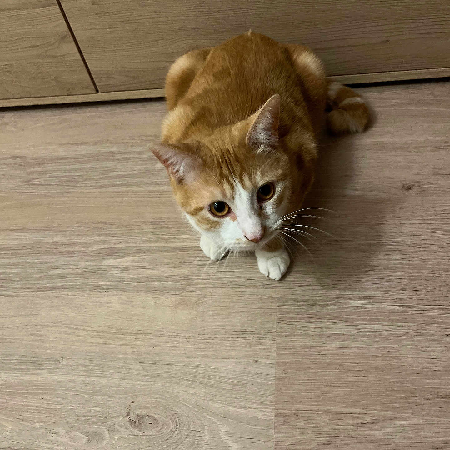 Tigrou a rejoint le concours — aidez-le/la à gagner de superbes lots ! alert, animal, cabinet, cat, curious, cute, domestic, ears, feline, flooring, fur, home, indoor, mammal, orange_cat, pet, tail, whiskers, white_paws, wooden_floor