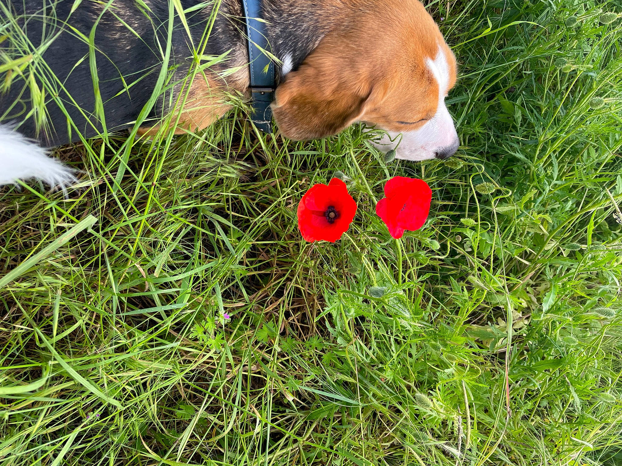 Tornade participe au concours pour gagner de l'argent avec cette photo : ball, carnivore, companion_dog, dog, dog_breed, edible_mushroom, fawn, flower, flowering_plant, grass, grass_family, grassland, groundcover, herb, herbaceous_plant, liver, natural_landscape, petal, plant, soil