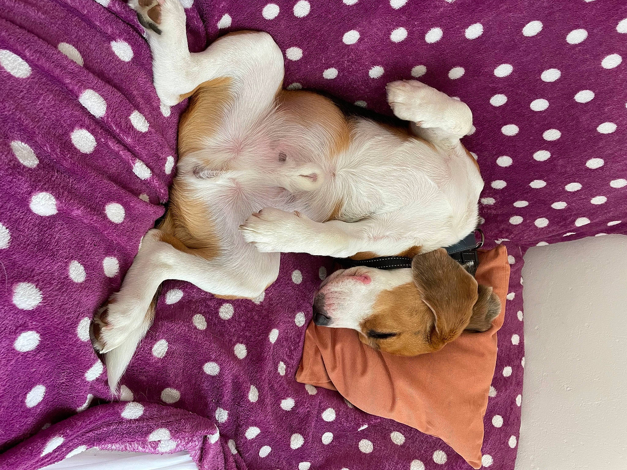 Tornade participe au concours pour gagner de l'argent avec cette photo : baby_toddler_clothing, bed_sheet, bedding, comfort, fashion_accessory, fawn, fur, linens, magenta, pattern, petal, pink, purple, sleeve, violet