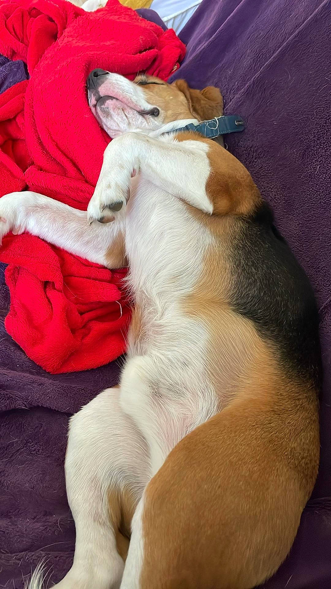 Tornade participe au concours pour gagner de l'argent avec cette photo : canidae, carnivore, collar, comfort, companion_dog, dog, dog_breed, dog_collar, fawn, felidae, foot, fur, human_leg, nap, paw, snout, sporting_group, tail, whiskers, working_animal