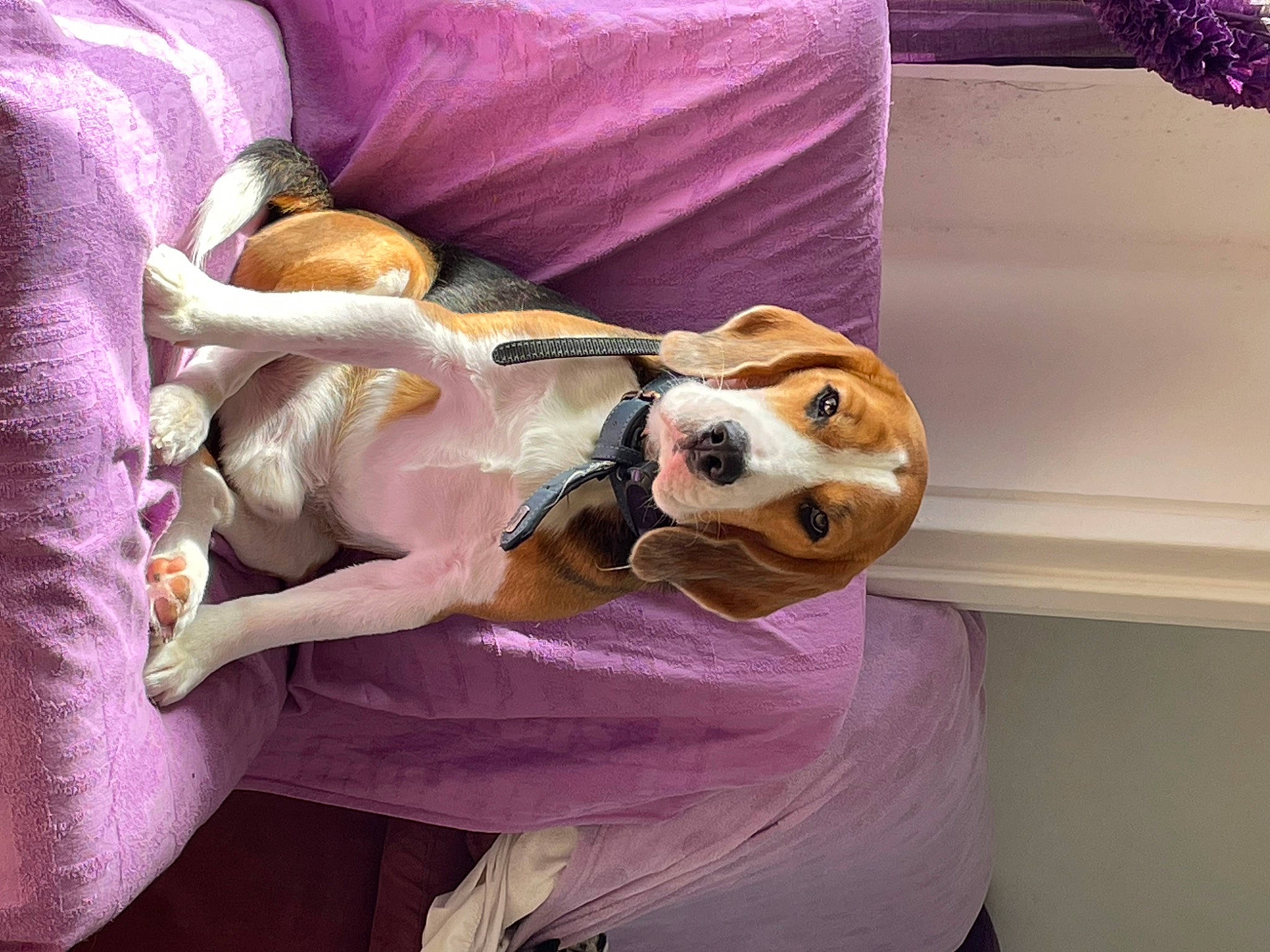 Tornade participe au concours pour gagner de l'argent avec cette photo : canidae, carnivore, collar, comfort, companion_dog, dog, dog_breed, dog_collar, dog_supply, fawn, fur, magenta, pink, plant, purple, sporting_group, stuffed_toy, toy, toy_dog, working_animal