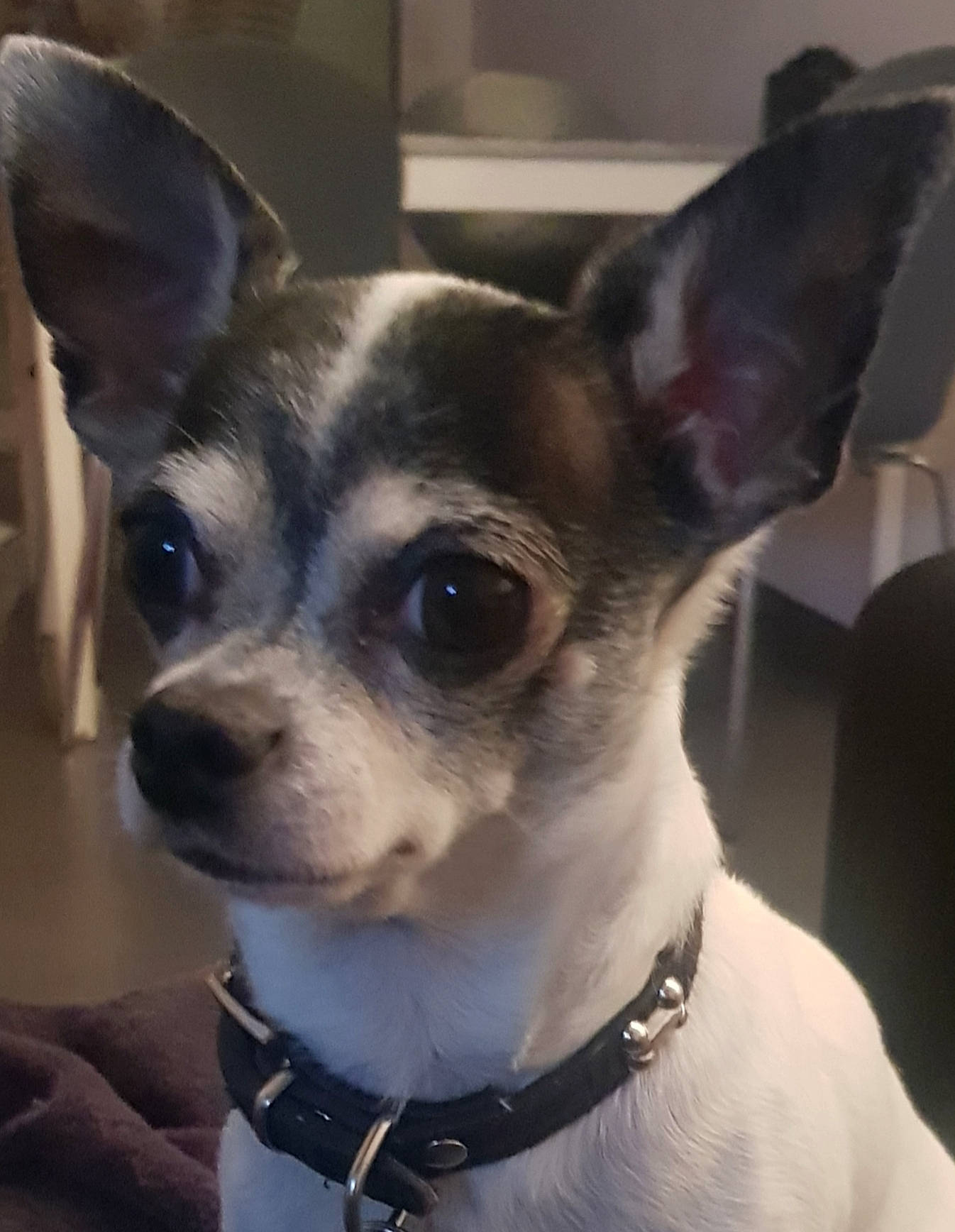 Juju a rejoint le concours — aidez-le/la à gagner de superbes lots ! canidae, carnivore, chihuahua, collar, companion_dog, corgi_chihuahua, dog, dog_breed, dog_collar, dog_supply, ear, fashion_accessory, fawn, fur, pet_supply, snout, sporting_group, toy_dog, whiskers, working_animal