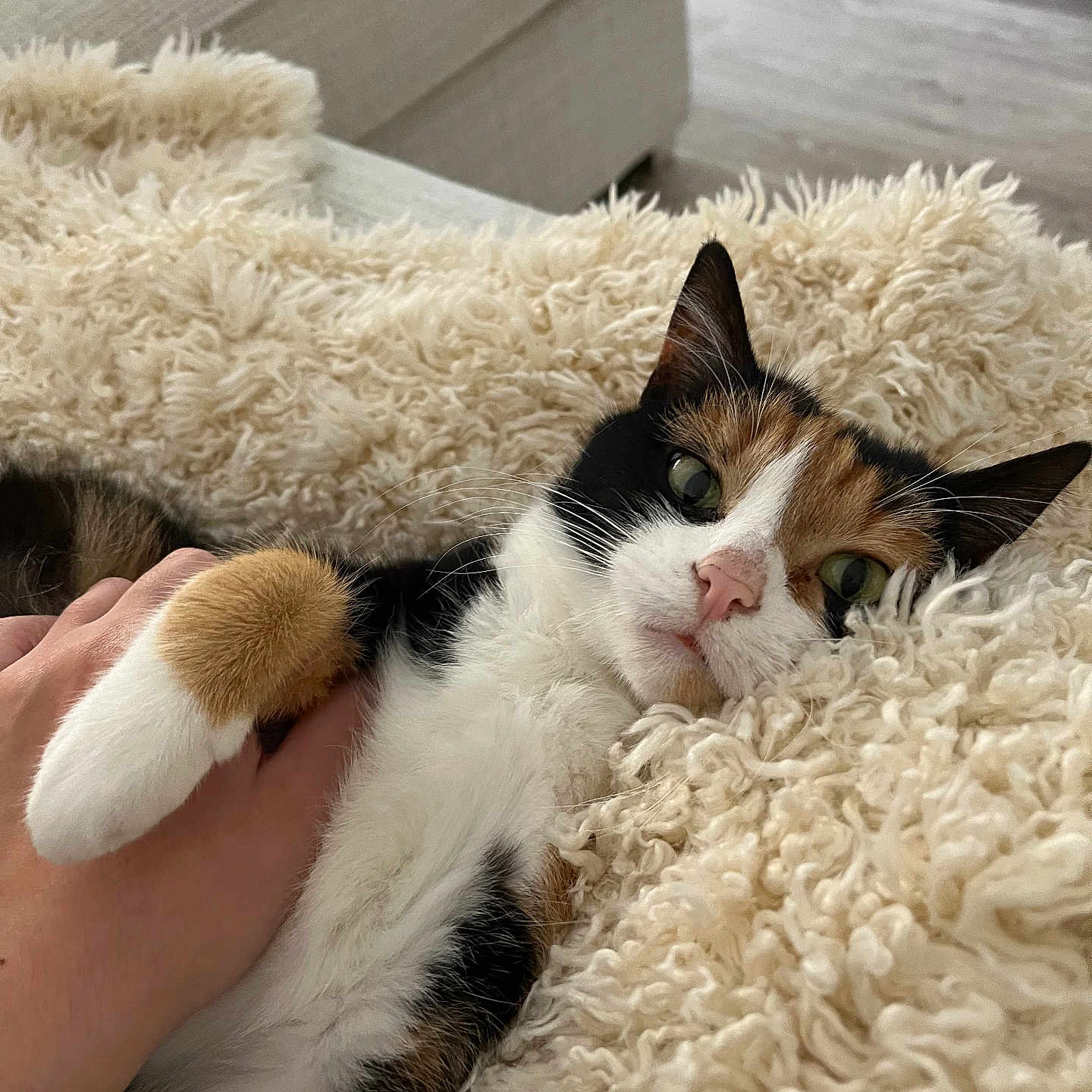 Mignonne a rejoint le concours — aidez-le/la à gagner de superbes lots ! abyssinian, animal, bed, blanket, canine, cat, clothing, couch, cushion, dog, fur, furniture, homedecor, indoors, kitten, manx, person, pet, puppy, sleeping