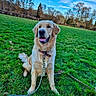 Ares a rejoint le concours — aidez-le/la à gagner de superbes lots ! dog, golden_retriever, grass, leash, collar, outdoor, field, sky, trees, nature, pet, canine, animal, sitting, happy, daylight, playful, fur, ears, tongue