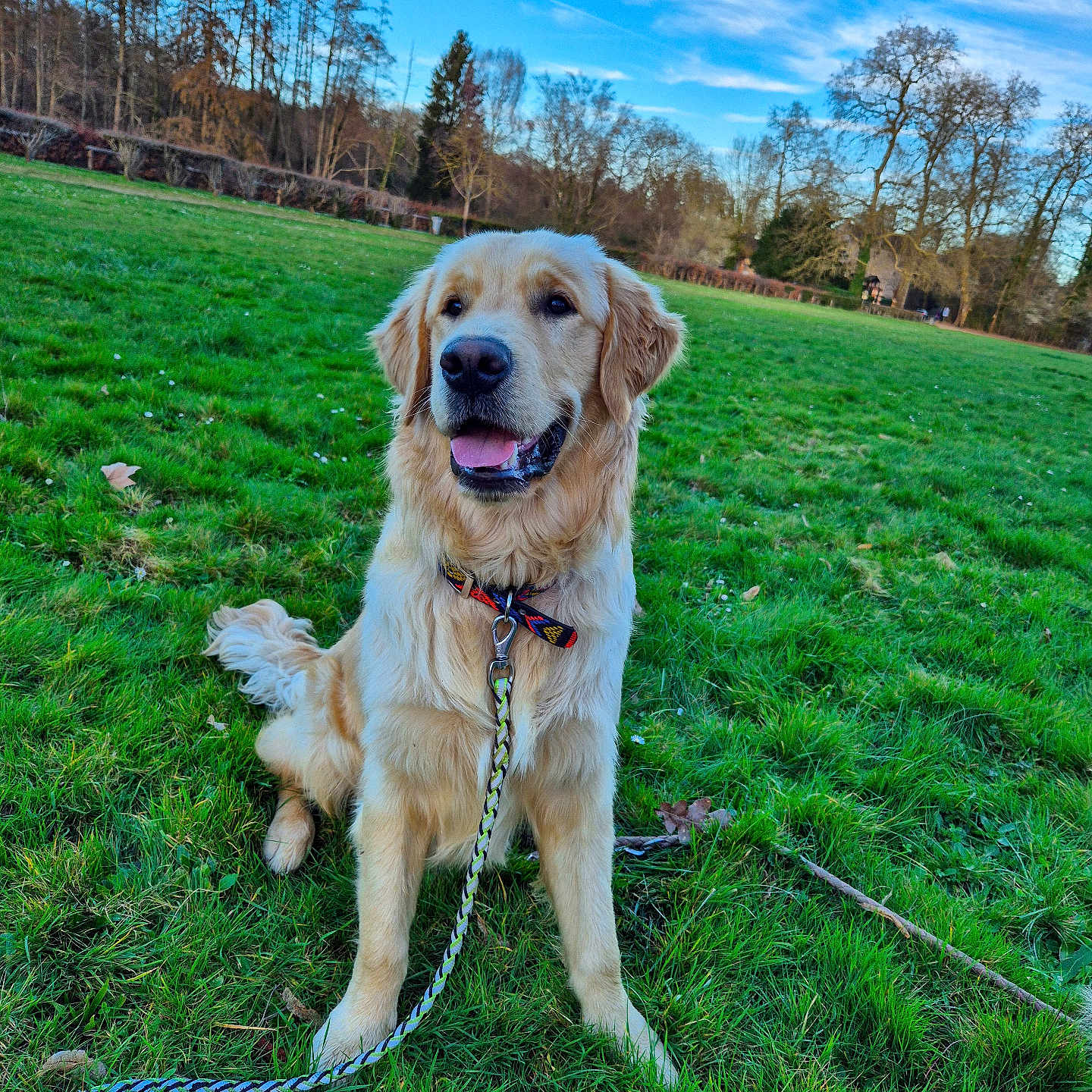 Ares a rejoint le concours — aidez-le/la à gagner de superbes lots ! dog, golden_retriever, grass, leash, collar, outdoor, field, sky, trees, nature, pet, canine, animal, sitting, happy, daylight, playful, fur, ears, tongue