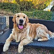 Ares participe au concours pour gagner de l'argent avec cette photo : dog, golden_retriever, outdoor, bench, happy, tongue_out, pet, canine, summer, sunlight, grass, garden, fence, nature, animal, fur, resting, smiling, daytime, relaxed