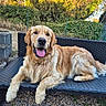 dog, golden_retriever, outdoor, bench, happy, tongue_out, pet, canine, summer, sunlight, grass, garden, fence, nature, animal, fur, resting, smiling, daytime, relaxed
