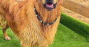 Ares participe au concours pour gagner de l'argent avec cette photo : dog, golden_retriever, wet_fur, outdoor, grass, artificial_grass, wooden_fence, pet, canine, happy, friendly, collar, animal, mammal, tongue_out, playful, summer, nature, domestic_animal, portrait