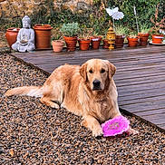 Ares participe au concours pour gagner de l'argent avec cette photo : animal, buddha_statue, canine, daytime, decor, dog, frisbee, garden, golden_retriever, greenery, laying_down, nature, outdoor, pebbles, pet, playful, potted_plants, relaxing, summer, wooden_deck