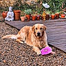 animal, buddha_statue, canine, daytime, decor, dog, frisbee, garden, golden_retriever, greenery, laying_down, nature, outdoor, pebbles, pet, playful, potted_plants, relaxing, summer, wooden_deck