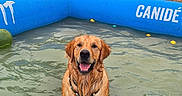 Ares participe au concours pour gagner de l'argent avec cette photo : animal, blue, canine, dog, farm, fence, golden_retriever, grass, happy, nature, outdoor, pet, play, pool, rustic, smiling, summer, water, wet, yard