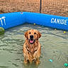 Ares participe au concours pour gagner de l'argent avec cette photo : dog, golden_retriever, pool, water, wet, outdoor, fence, grass, yard, animal, pet, happy, canine, summer, play, blue, farm, rustic, smiling, nature