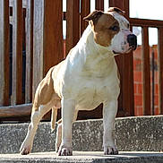 Athys participe au concours pour gagner de l'argent avec cette photo : alert, animal, brick_wall, brown_and_white, canine, concrete, daylight, dog, ears, fence, guarding, muscular, outdoor, paws, pet, portrait, standing, step, tail, wood