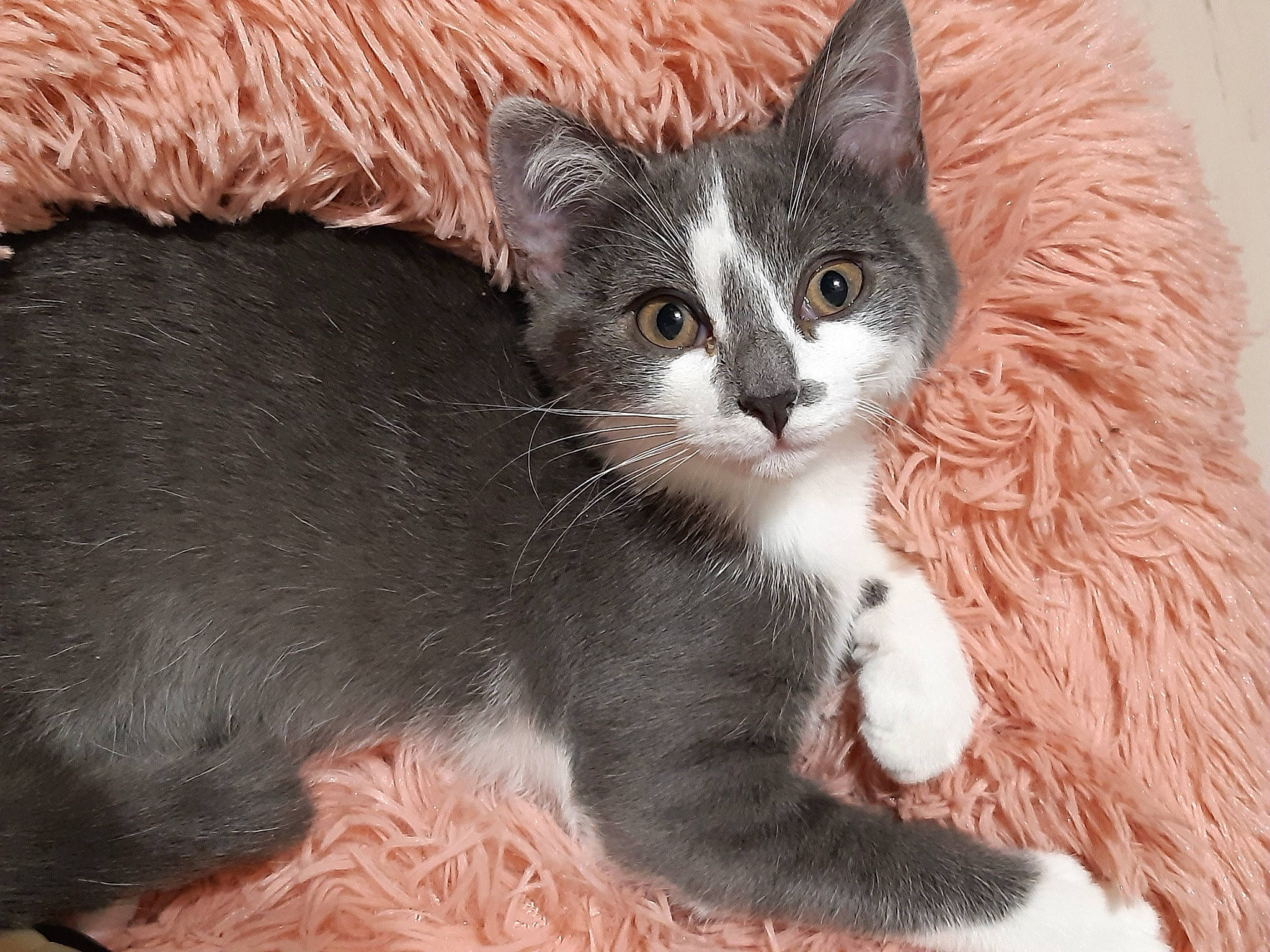 Edalyn a rejoint le concours — aidez-le/la à gagner de superbes lots ! carnivore, cat, cat_furniture, cat_supply, claw, comfort, domestic_short_haired_cat, felidae, fur, paw, small_to_medium_sized_cats, snout, tail, whiskers, window